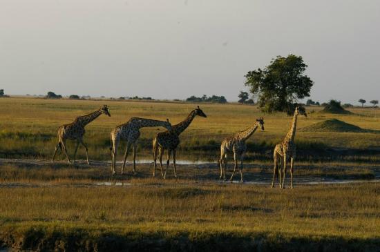 Safaris for Travelers with Disabilities, Giraffe