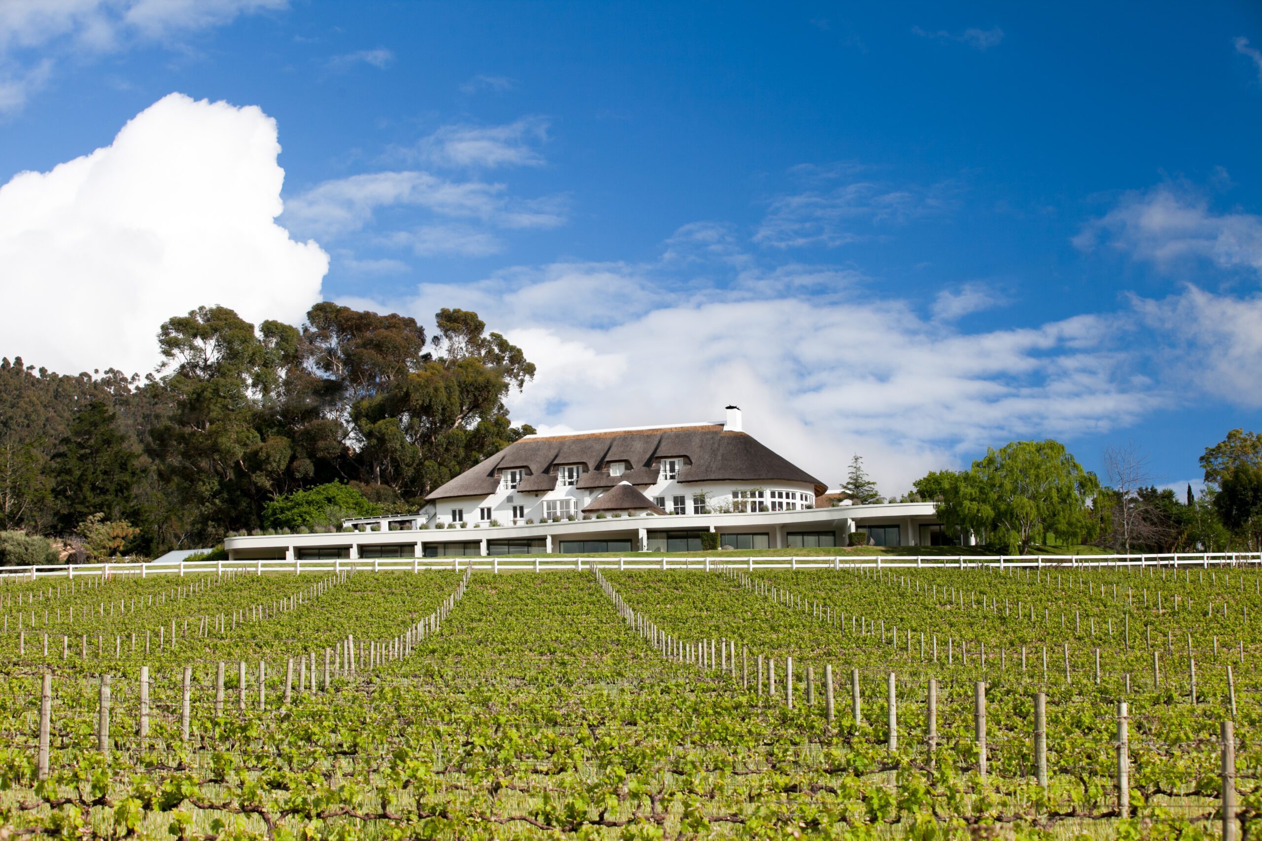 The Cape's Best Wineries - A Local's Guide, Vineyards, Mont Rochelle 