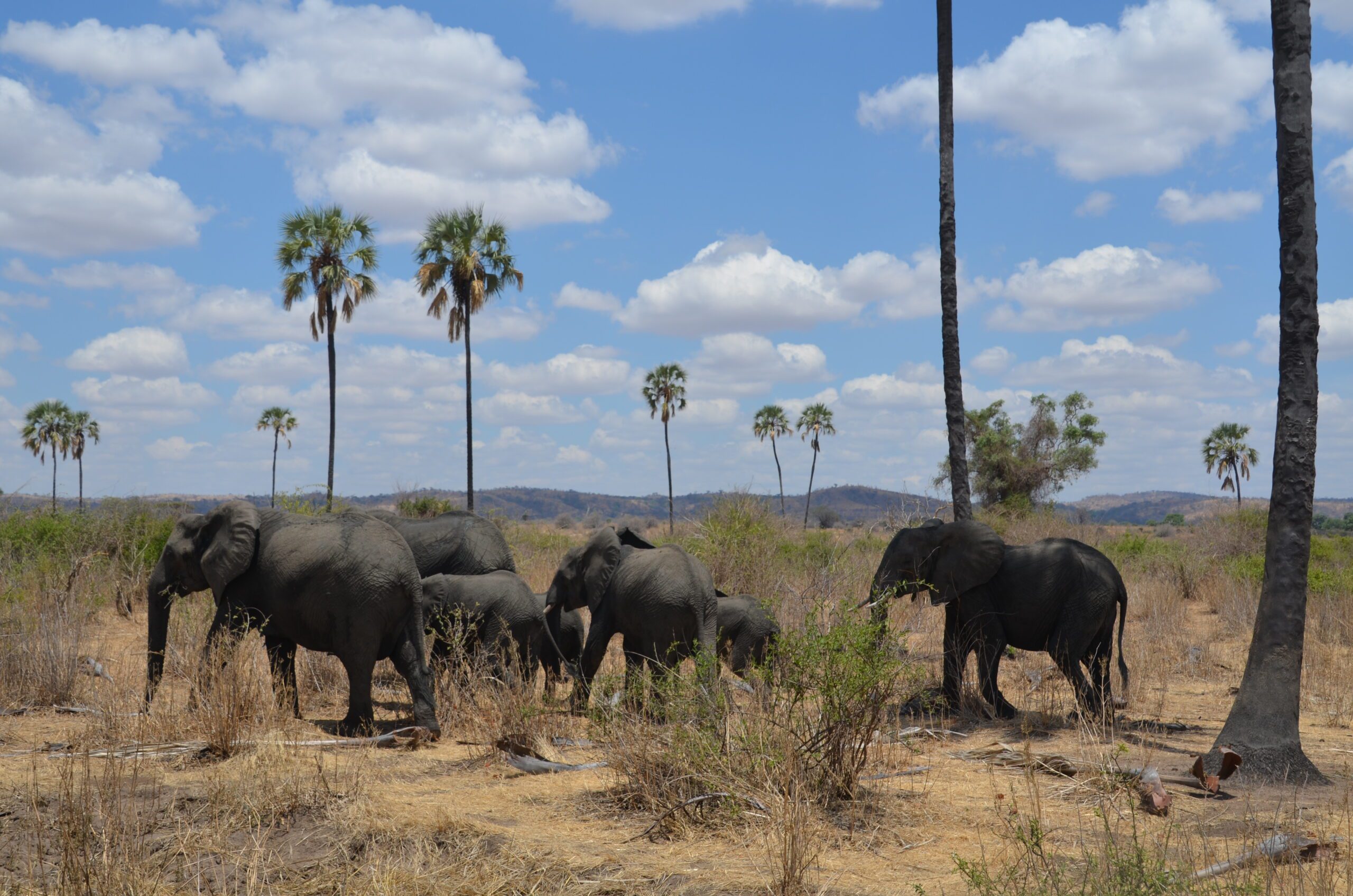 Insider Guide: 8 Things You Need to Know About Tanzania's Southern Circuit, Elephants Taking a Walk