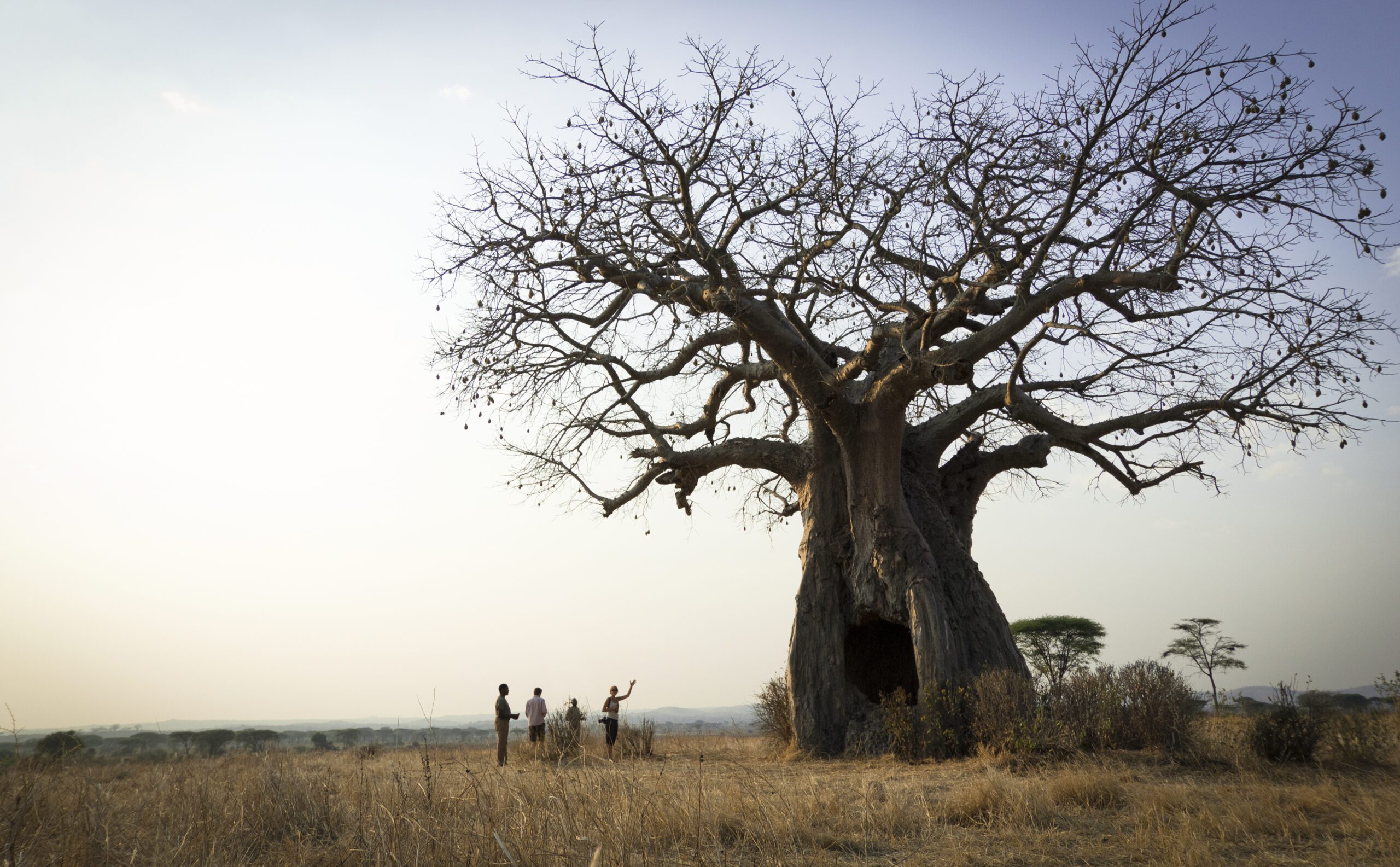 How To Do An Old School Safari, Baobab Tree, Road less travelled 