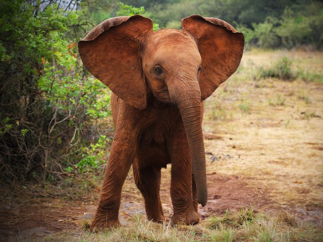 Meet Baby Elephants Who Will Melt Your Heart, Baby Elephant going for a walk