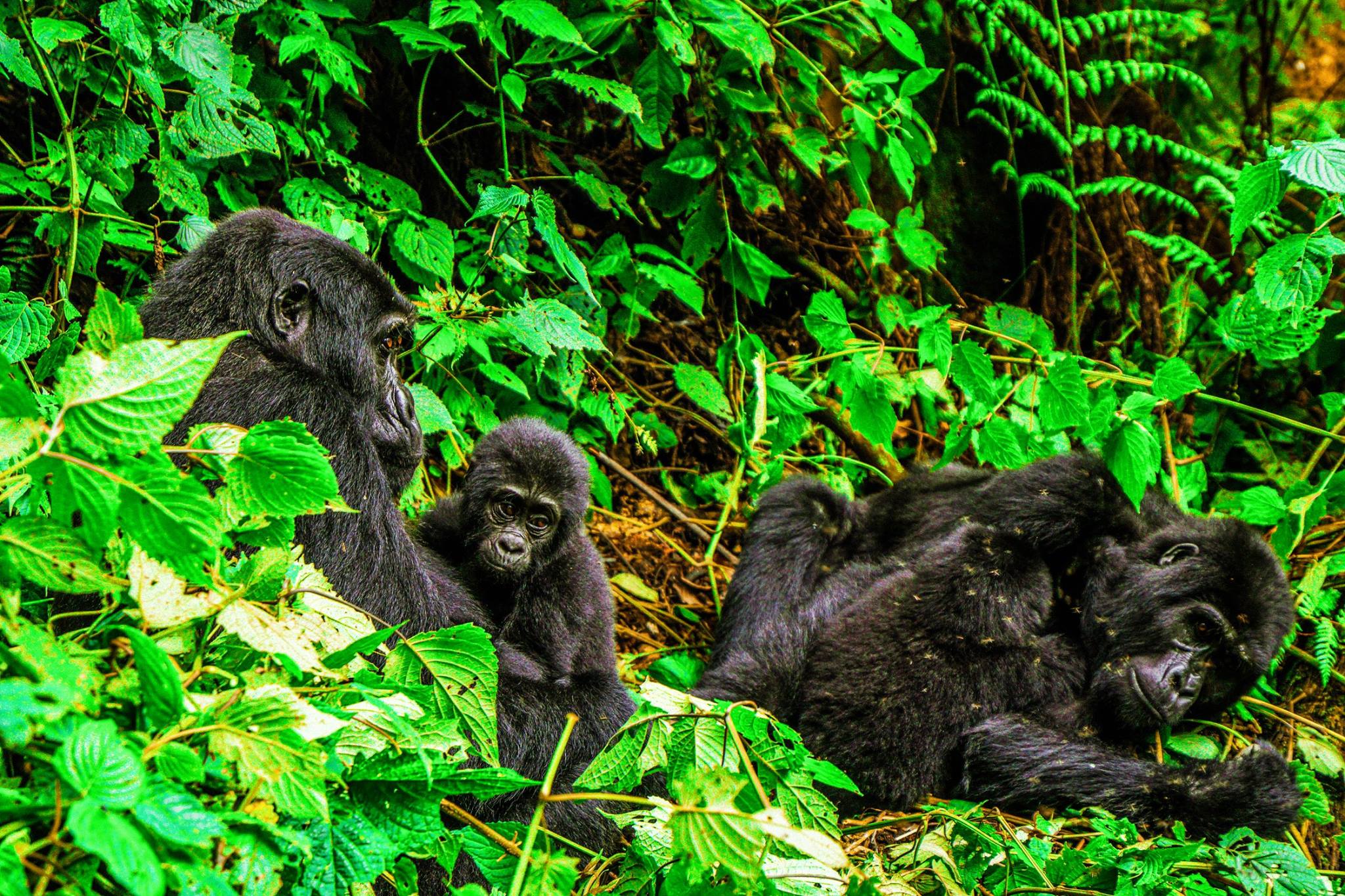 Gorillas: 10 Reasons to Visit Human's Closest Cousin, Gorillas in the Wild