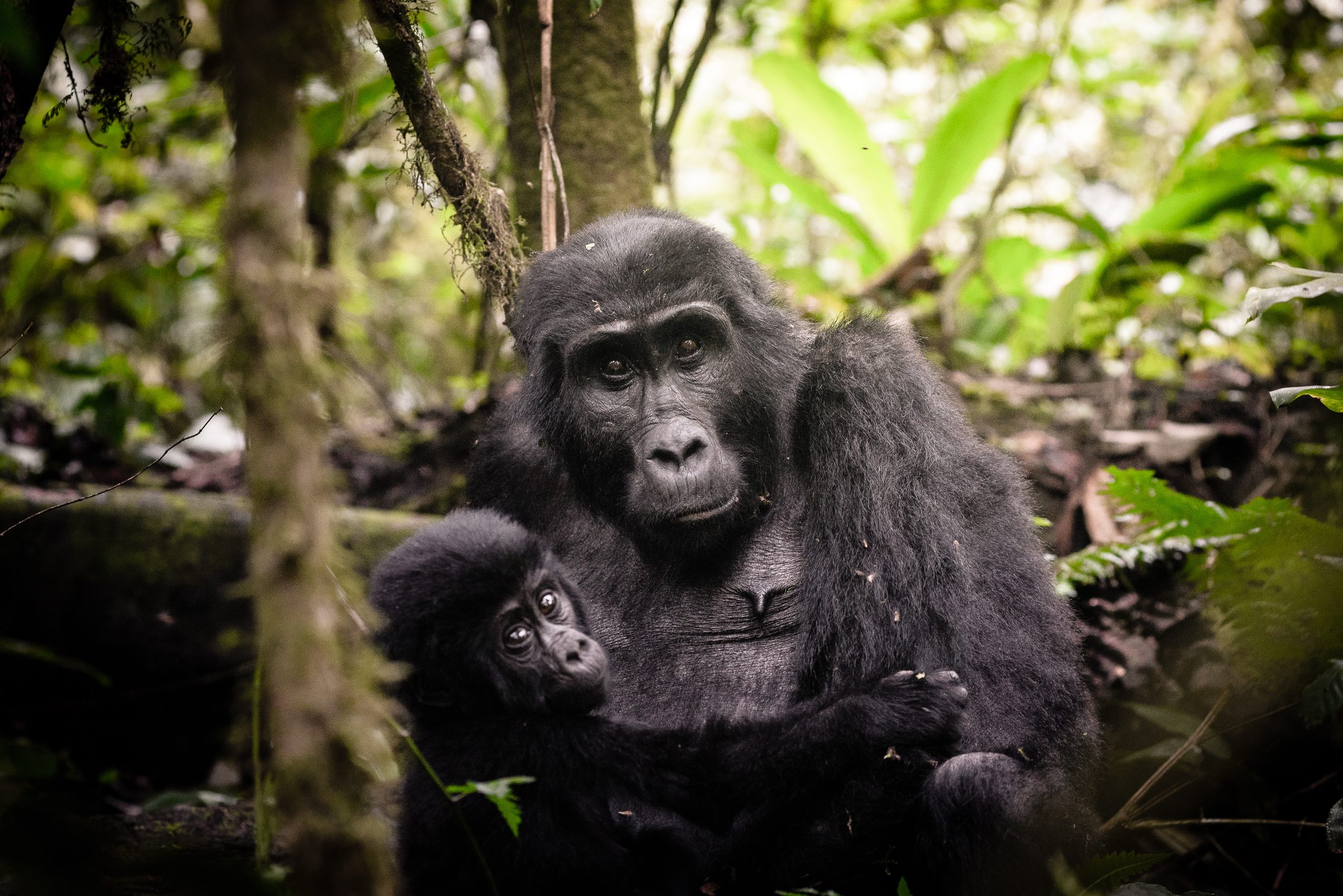 Gorillas: 10 Reasons to Visit Human's Closest Cousin, Gorilla Family