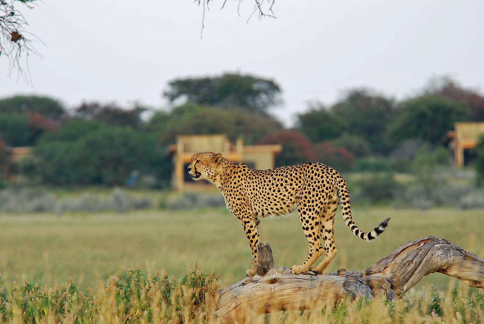 Sustainability According to Extraordinary Journeys, Leopard
