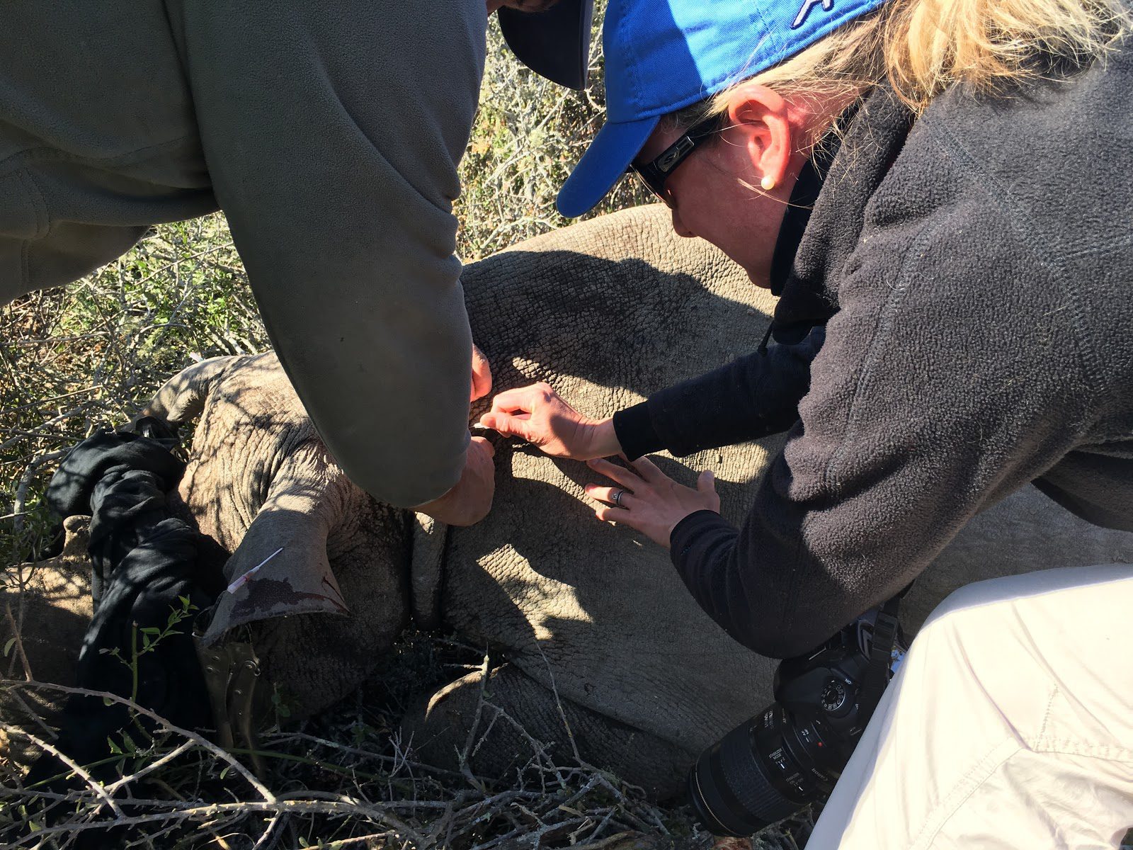 Do You Love Conservation? You Need to Monitor a Rhino on Safari