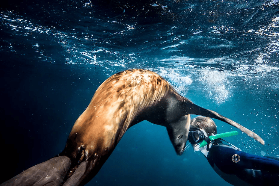If You Like the Galapagos, You’ll Love the Baja Peninsula, Diving