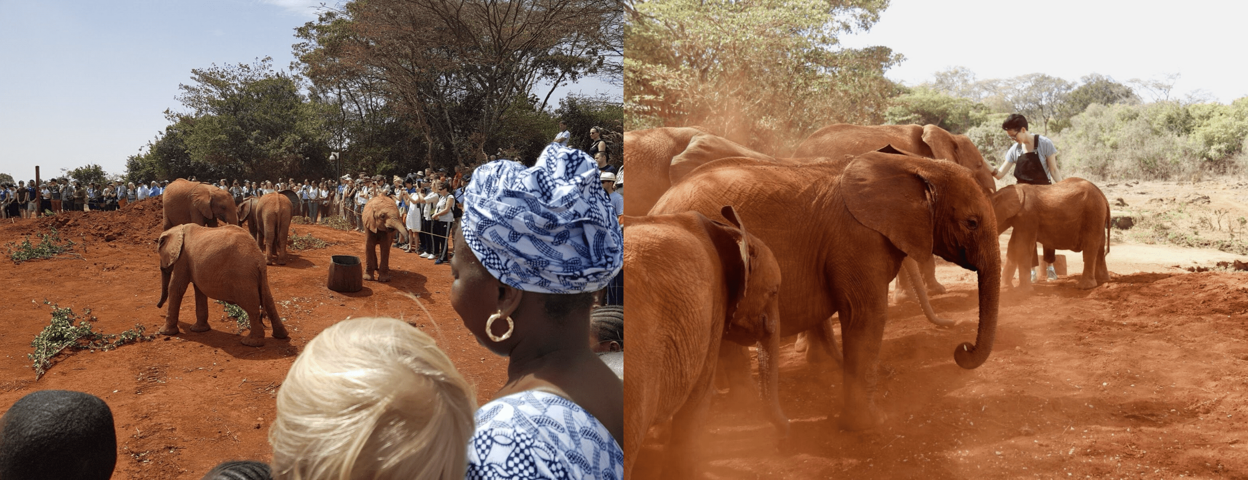 How to Outsmart Overtourism: 5 Tips for Responsible Travel, Elephants