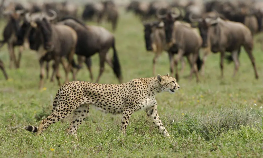 When is the best time to travel?, Cheetah and Buffalo